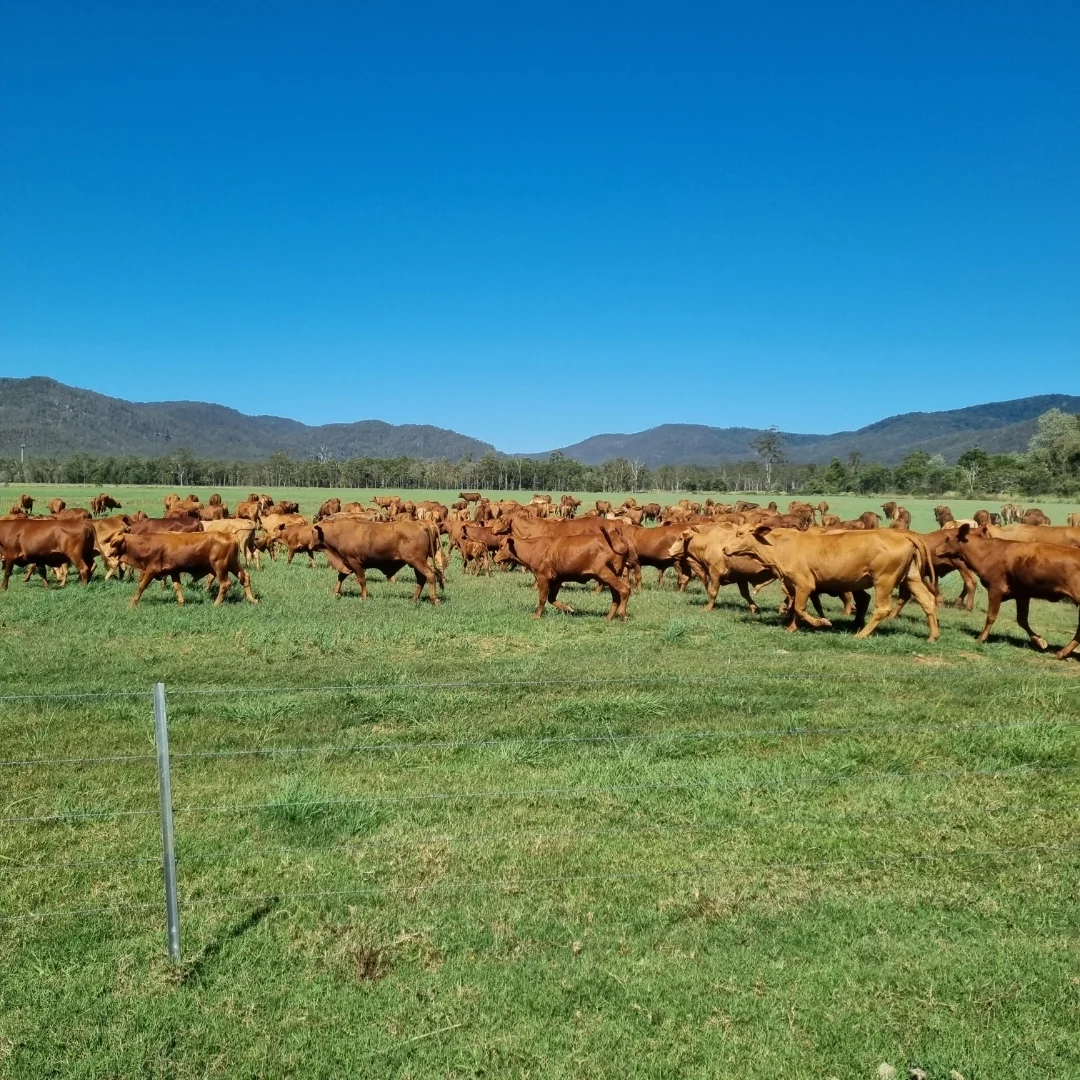 Additional image 3 of Carrington QLD 4883