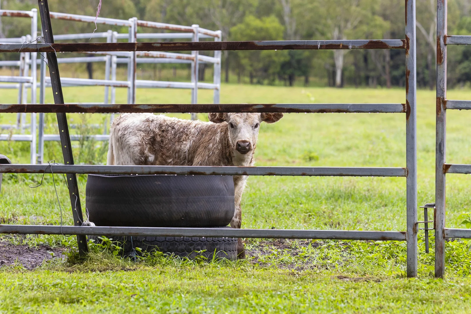 Additional image 32 of 144 Howes Road, Farnborough QLD 4703