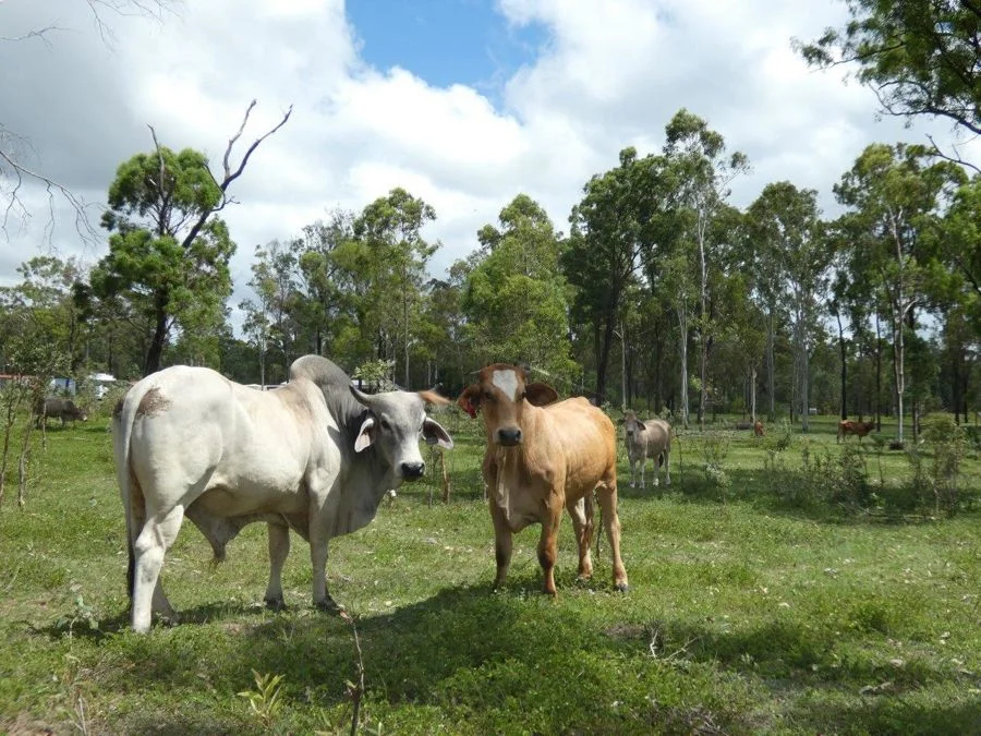 Additional image 8 of 277 Bushlands Road, Bororen QLD 4678