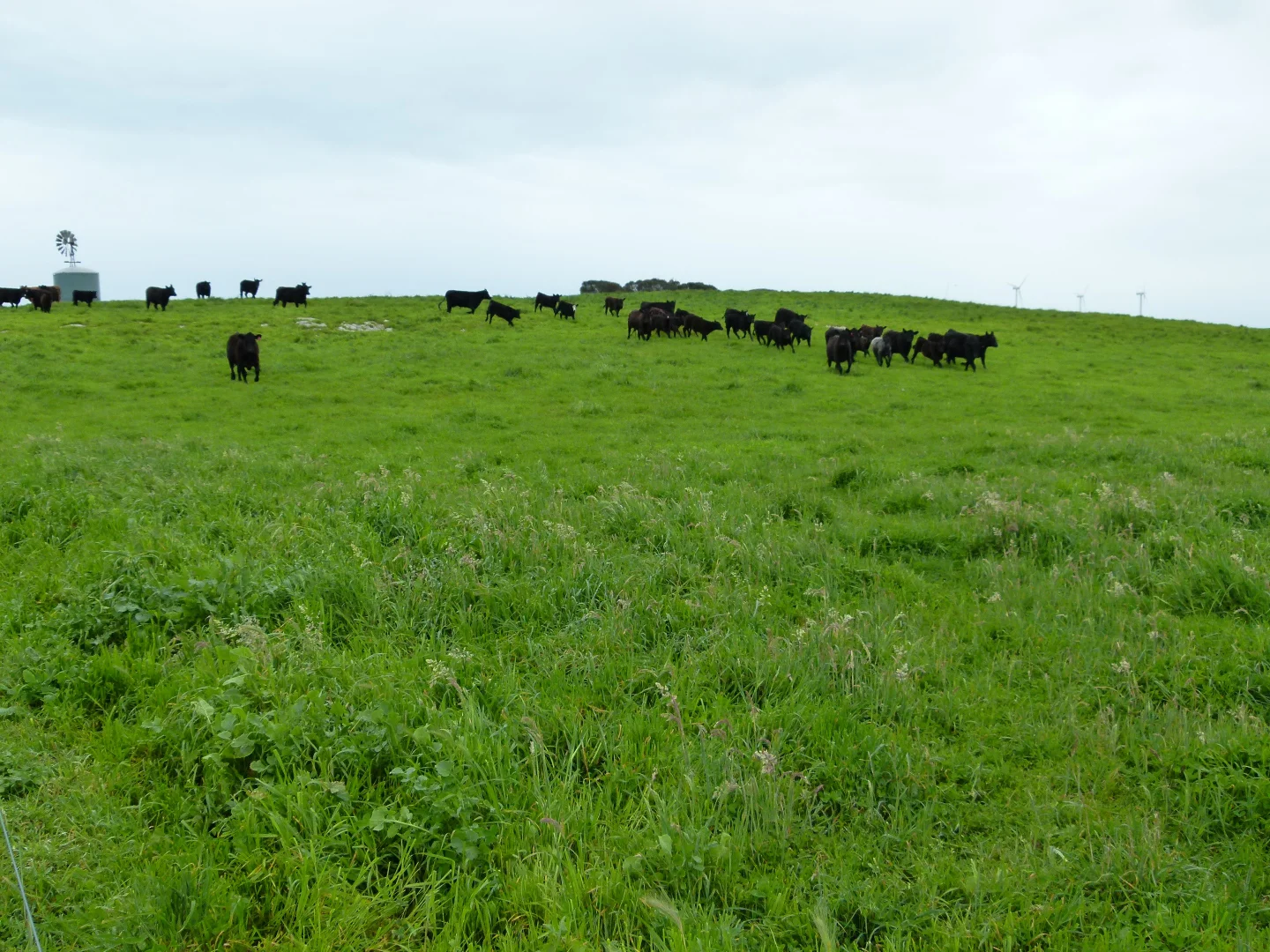 Additional image 22 of 1683 Canunda Frontage Road, Tantanoola SA 5280