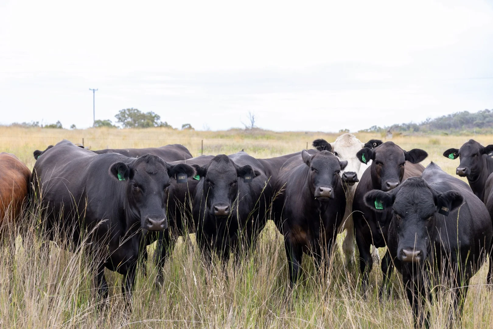 Additional image 2 of 643 Silvermines Road, Inverell NSW 2360