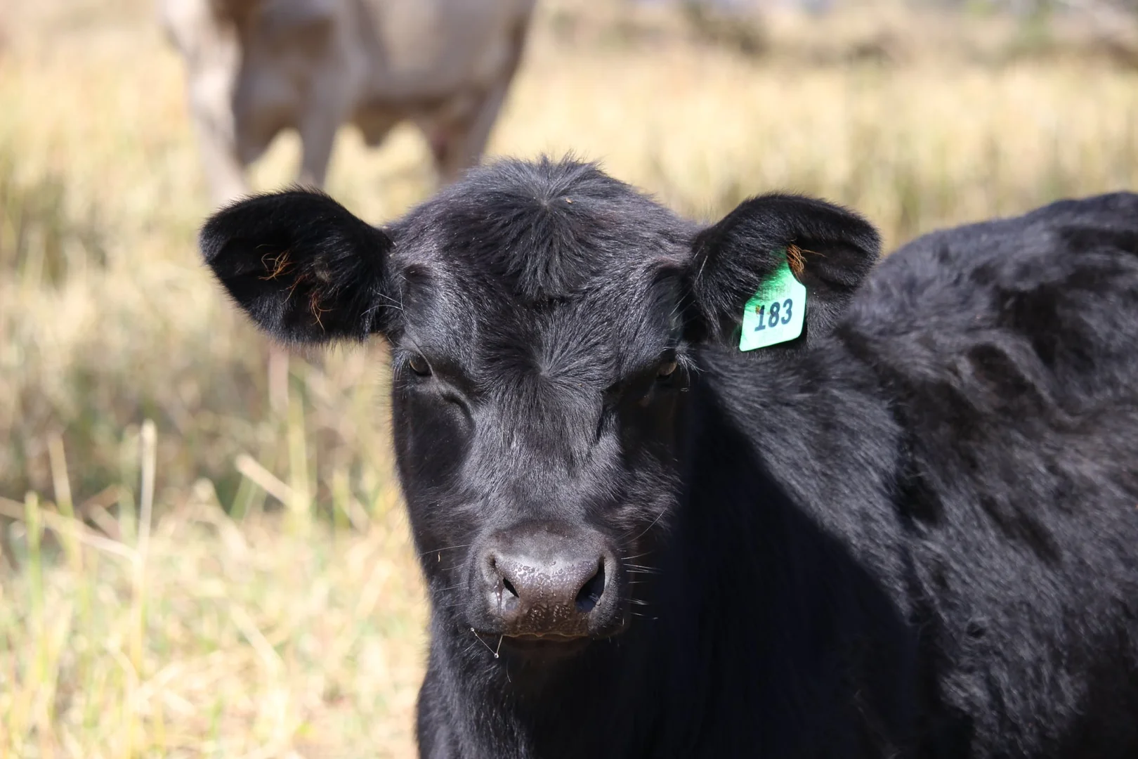 Additional image 30 of 231 Dascombe Road, Coalbank QLD 4352