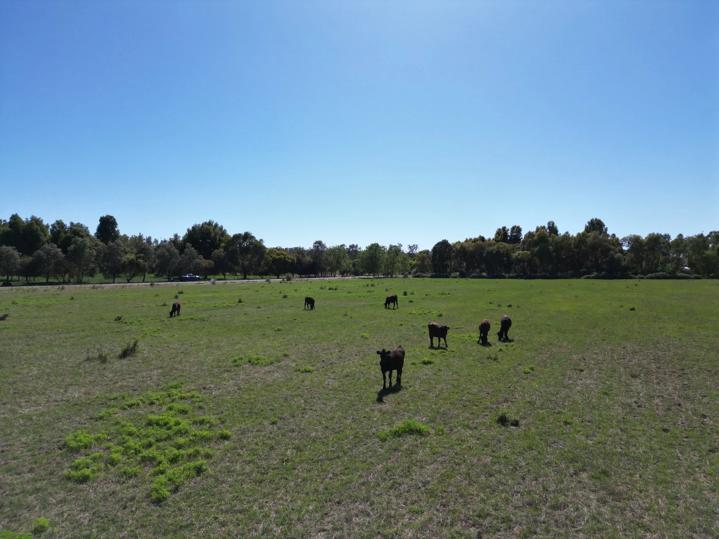 Additional image 5 of 54 Cobrawonga Rd, Cobram East VIC 3644