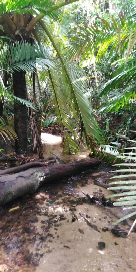 Additional image 2 of Lot 213 Kelly Road, Ellinjaa QLD 4886