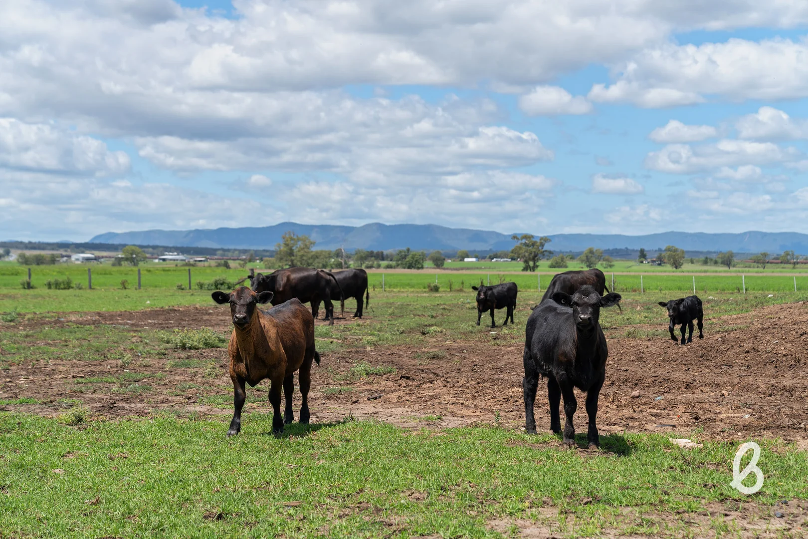 Additional image 29 of 204 Racecourse Lane, Singleton NSW 2330