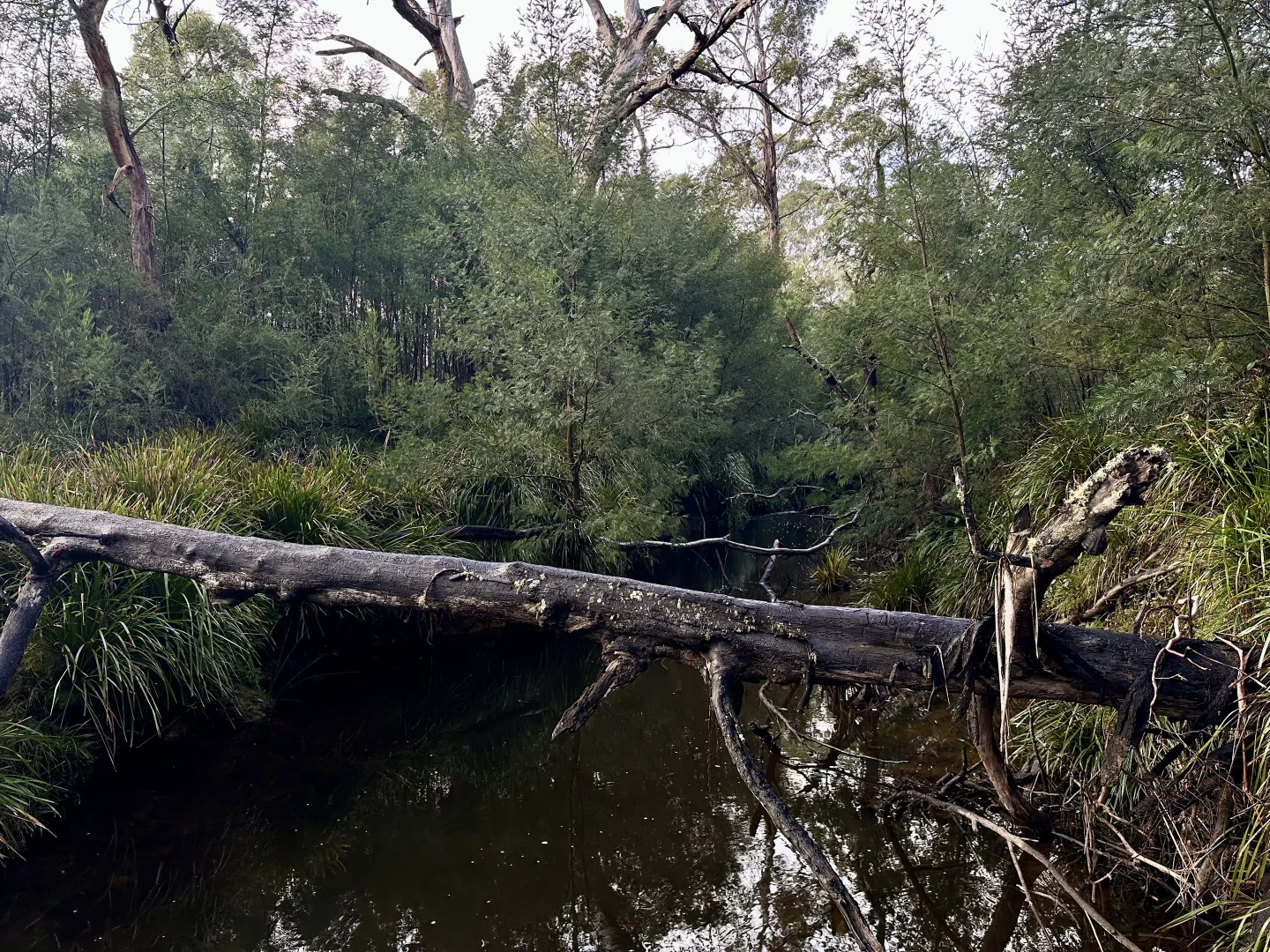 Additional image 7 of 14 Ningee Nimbell Creek Road, Braidwood NSW 2622