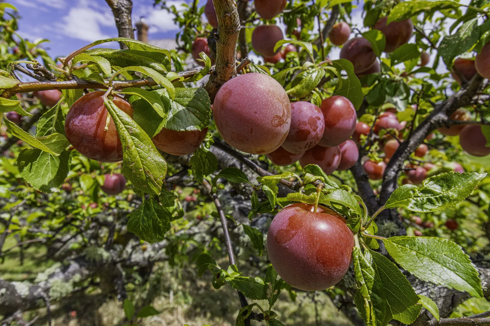 Additional image 28 of 4030 Huon Highway, Castle Forbes Bay TAS 7116