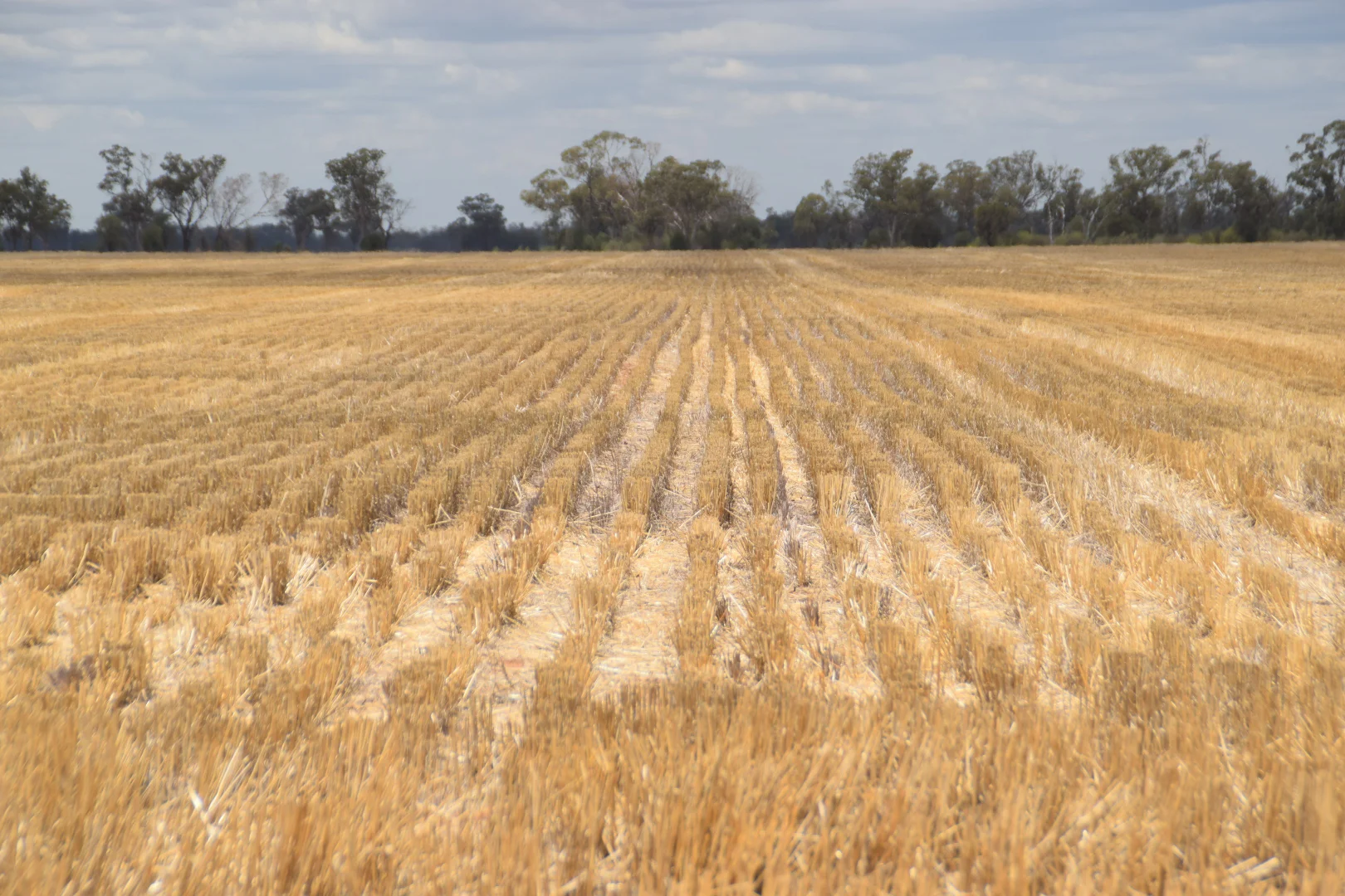 Additional image 28 of 'The Pines' 211 Dicks Camp Road, Collie NSW 2827