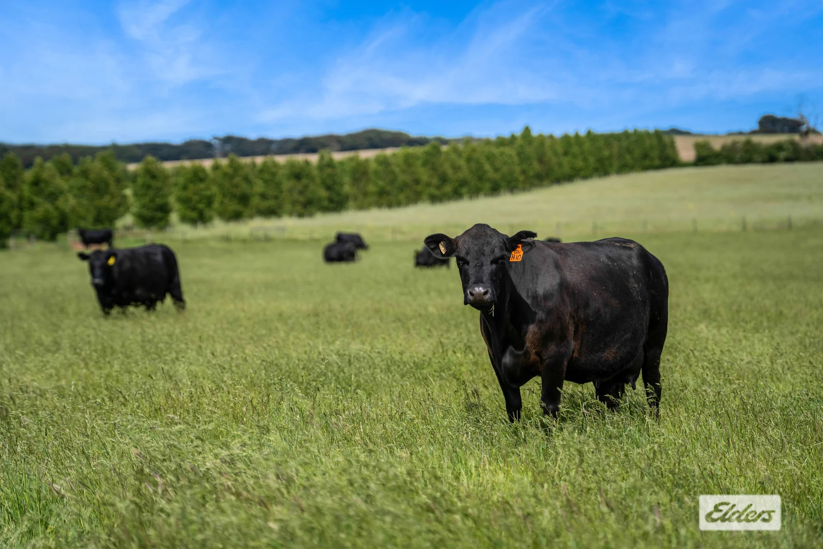 Additional image 17 of 348 Tickawarra Road, Romsey VIC 3434