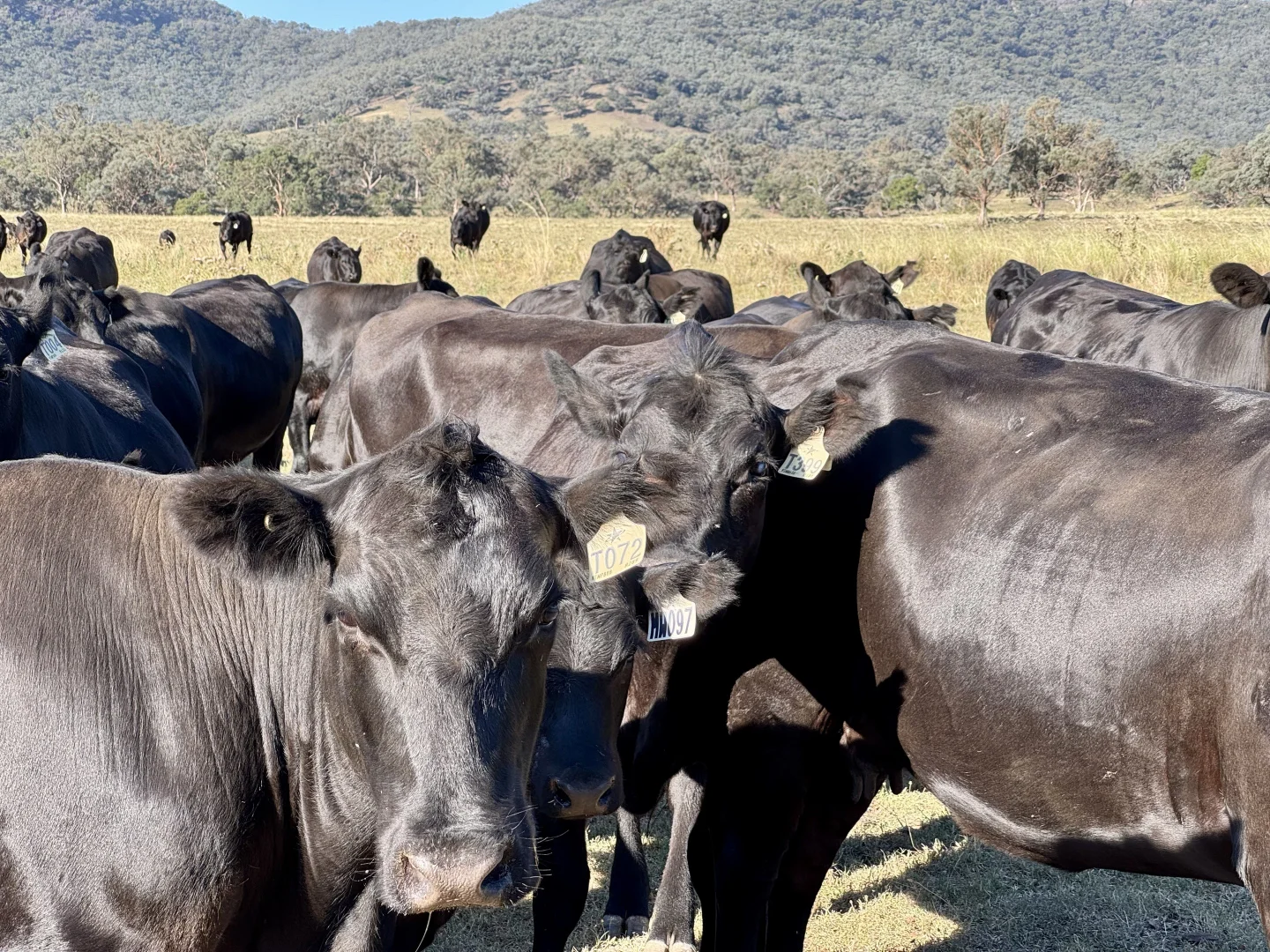 Additional image 9 of "Bindi" 1229 Bundella Creek Road Bundella Via, Quirindi NSW 2343