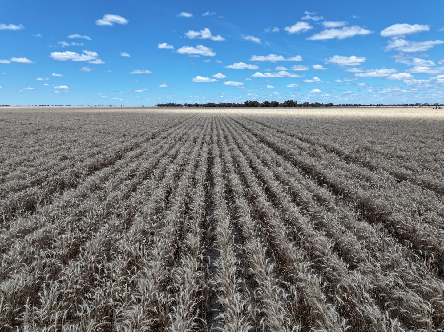 Additional image 19 of 300 Devon Road, Deniliquin NSW 2710