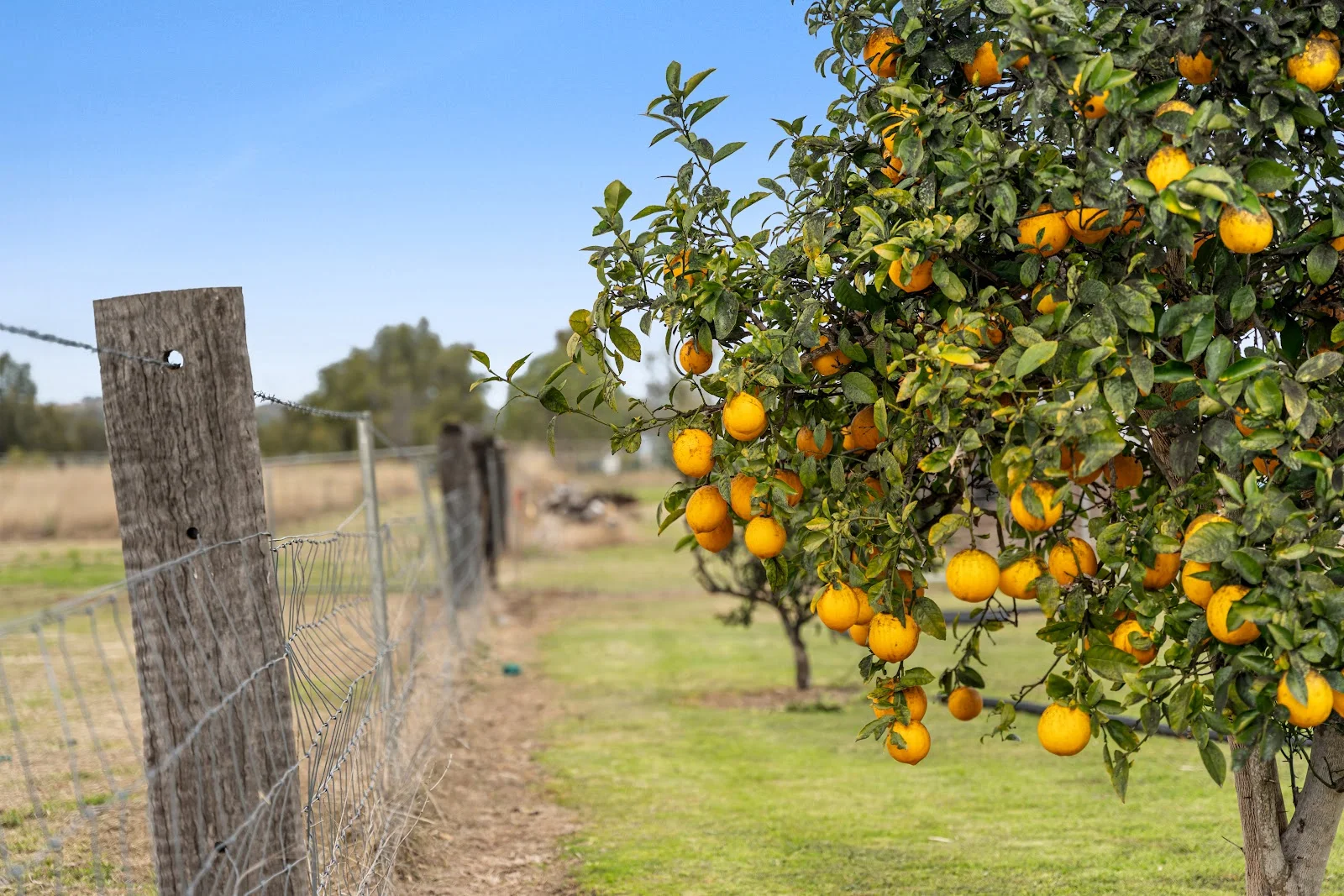 Additional image 12 of 28 Galligan Road, Springside QLD 4356