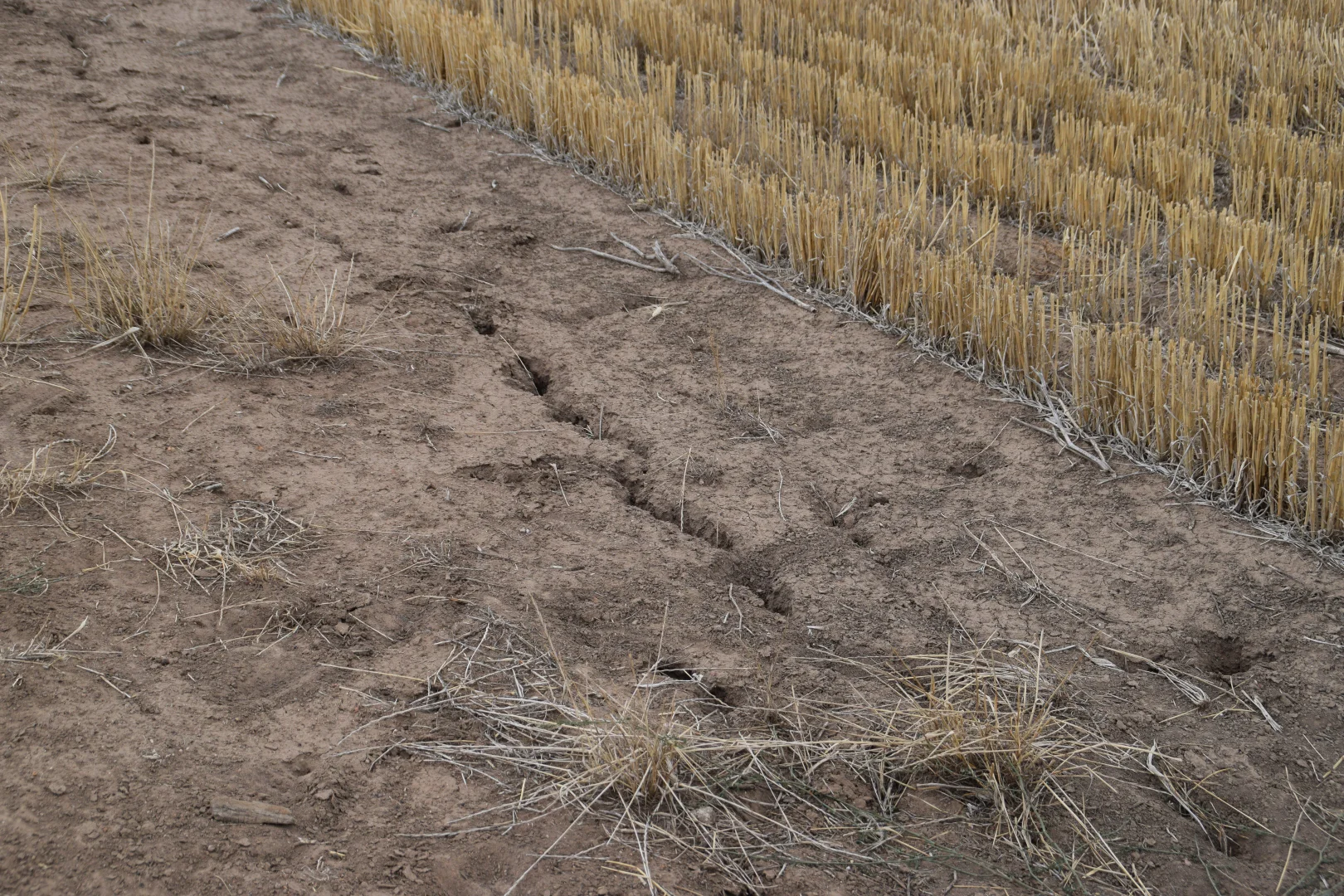 Additional image 31 of 'The Pines' 211 Dicks Camp Road, Collie NSW 2827