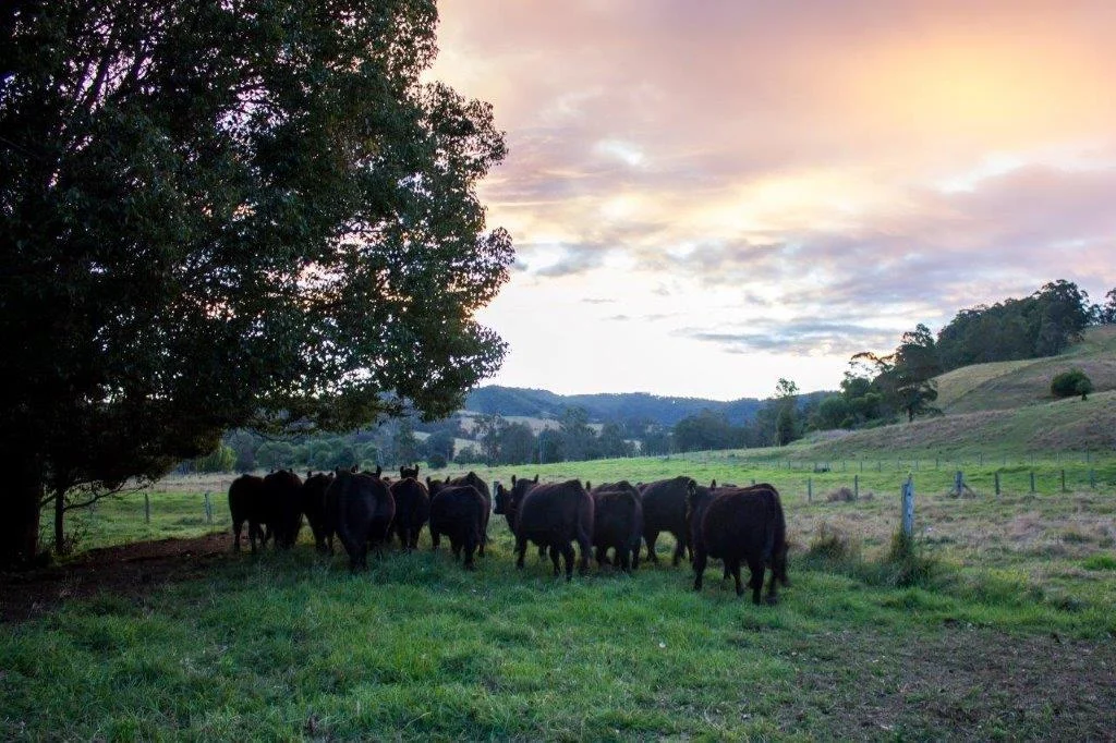 Additional image 6 of 665 Theresa Creek Road, Theresa Creek NSW 2469