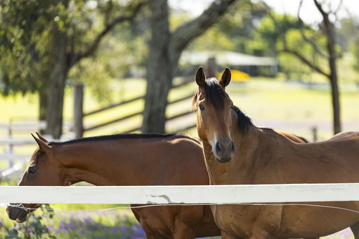 Additional image 21 of 49 Harelmar Road, Southbrook QLD 4363