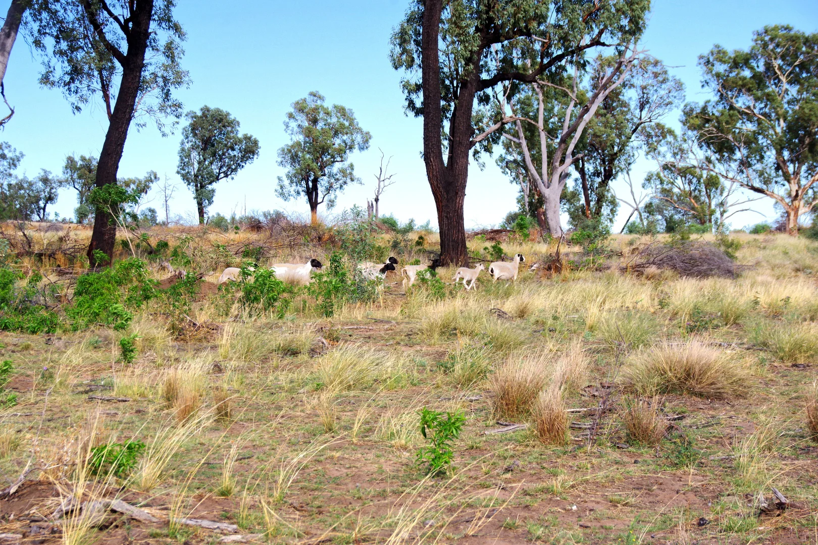 Additional image 23 of 2381. Killarney Gap Road, Narrabri NSW 2390