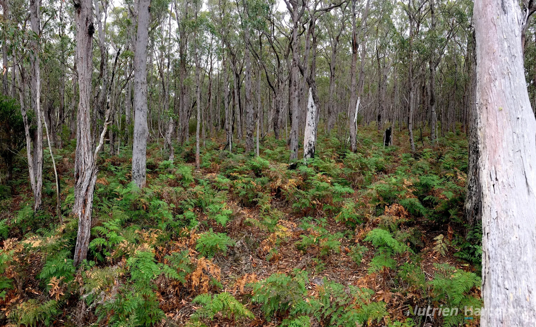 Additional image 4 of . South Gippsland Highway, Woodside VIC 3874