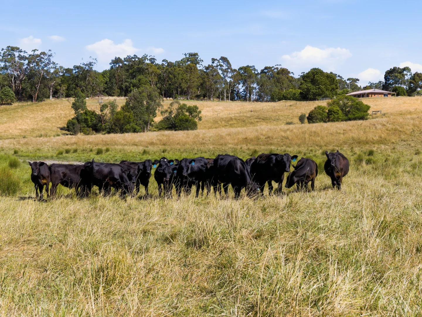 Additional image 19 of 105 Stockdales Road, Koonwarra VIC 3954