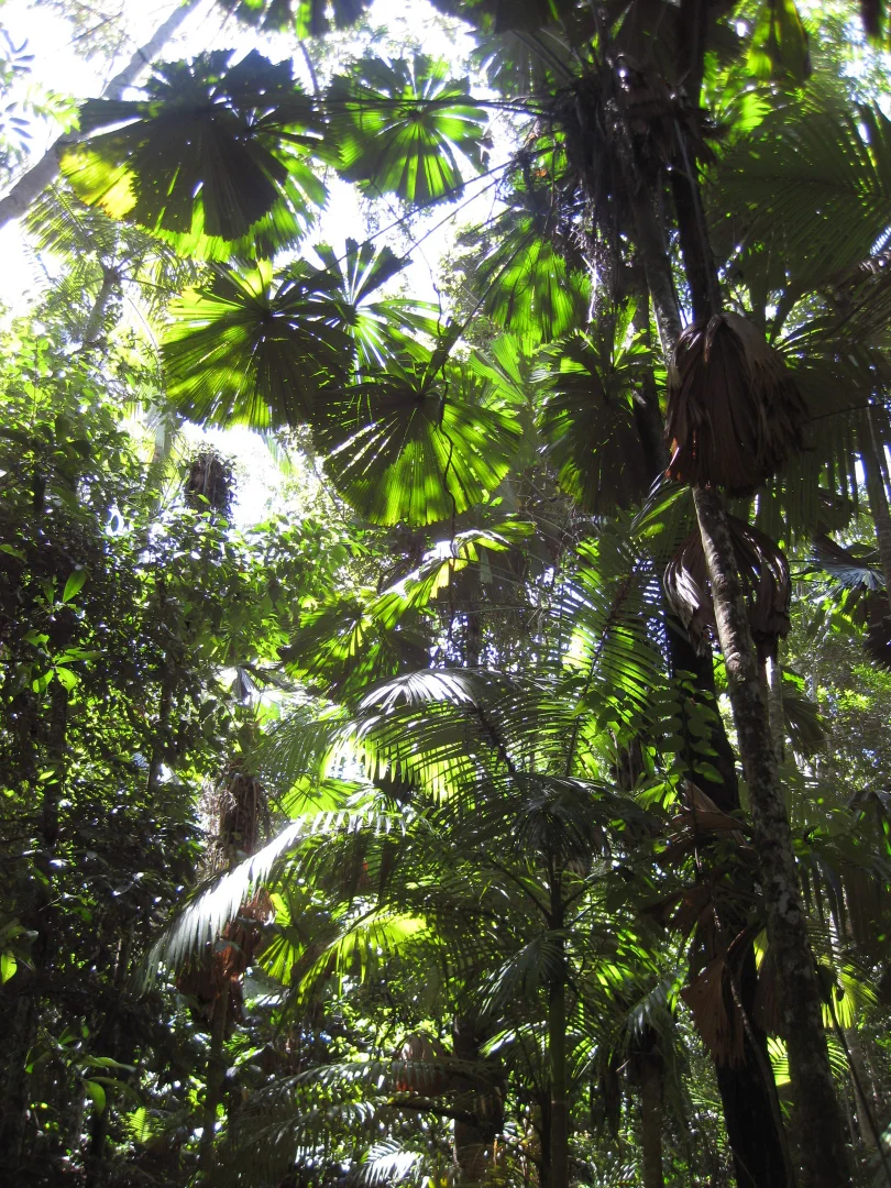 Additional image 10 of 0 Tully-Mission Beach Road, Wongaling Beach QLD 4852