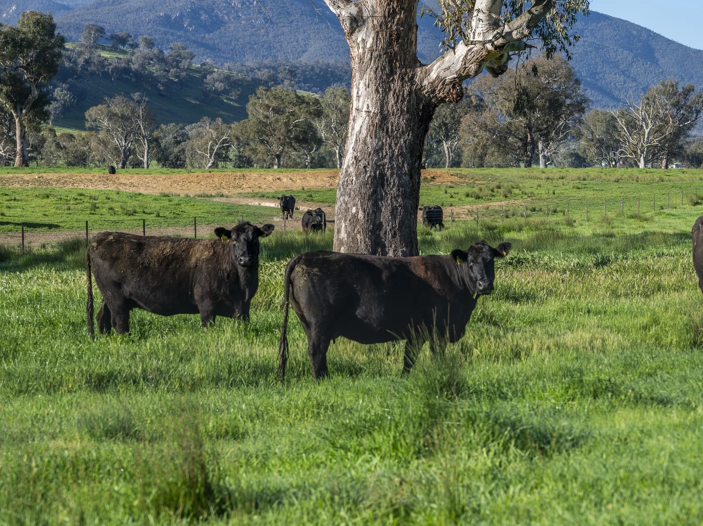 Additional image 26 of 3091 Shelley Road, Walwa VIC 3709