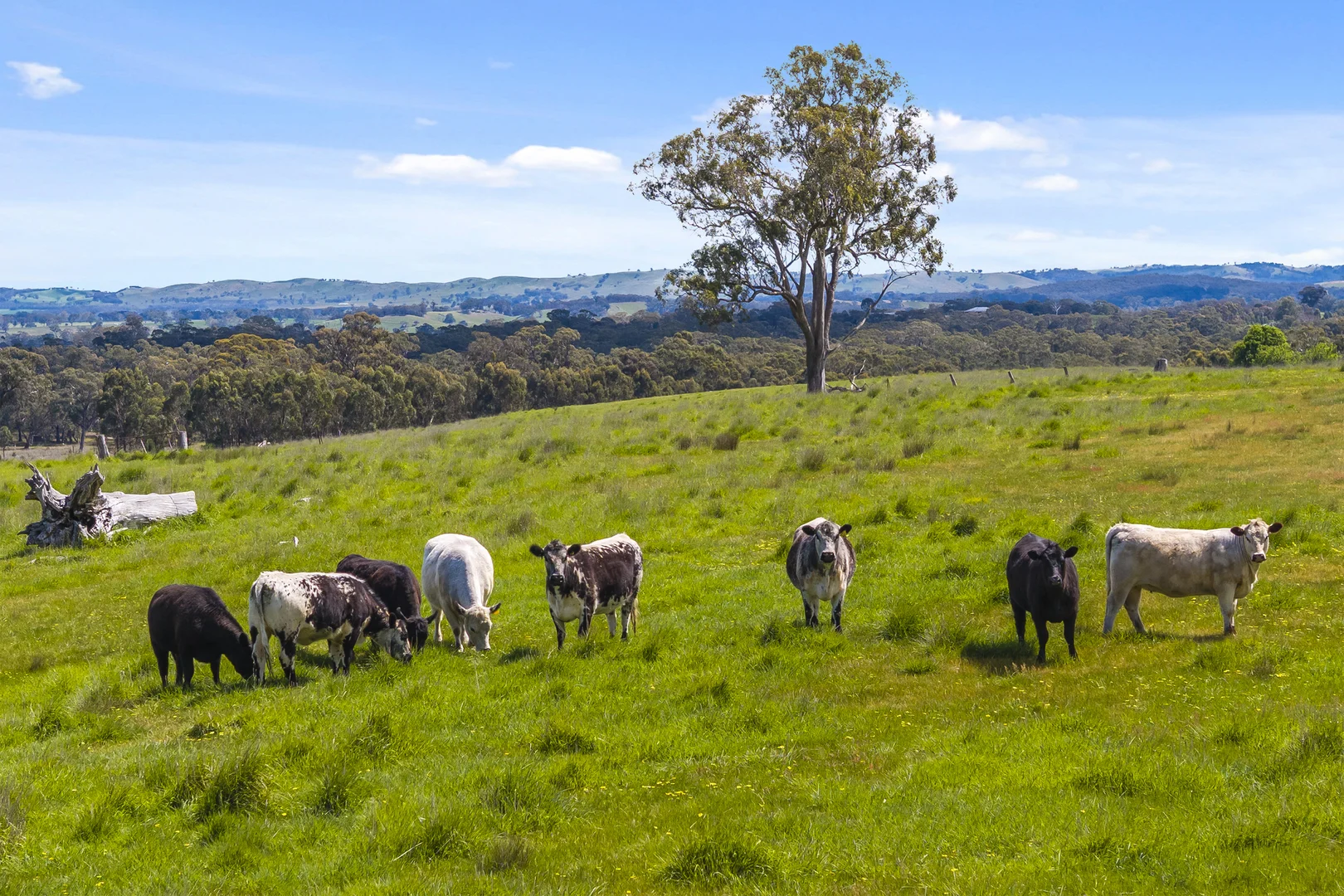 Additional image 20 of 60 Cameroos Lane, Broadford VIC 3658