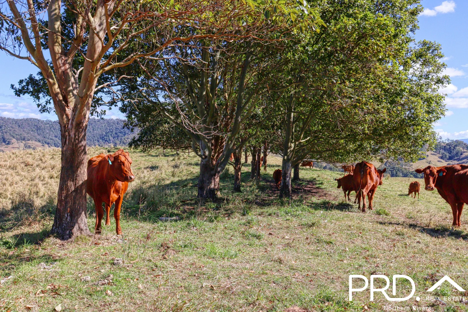 Additional image 12 of Lynches Creek Road, Wiangaree NSW 2474