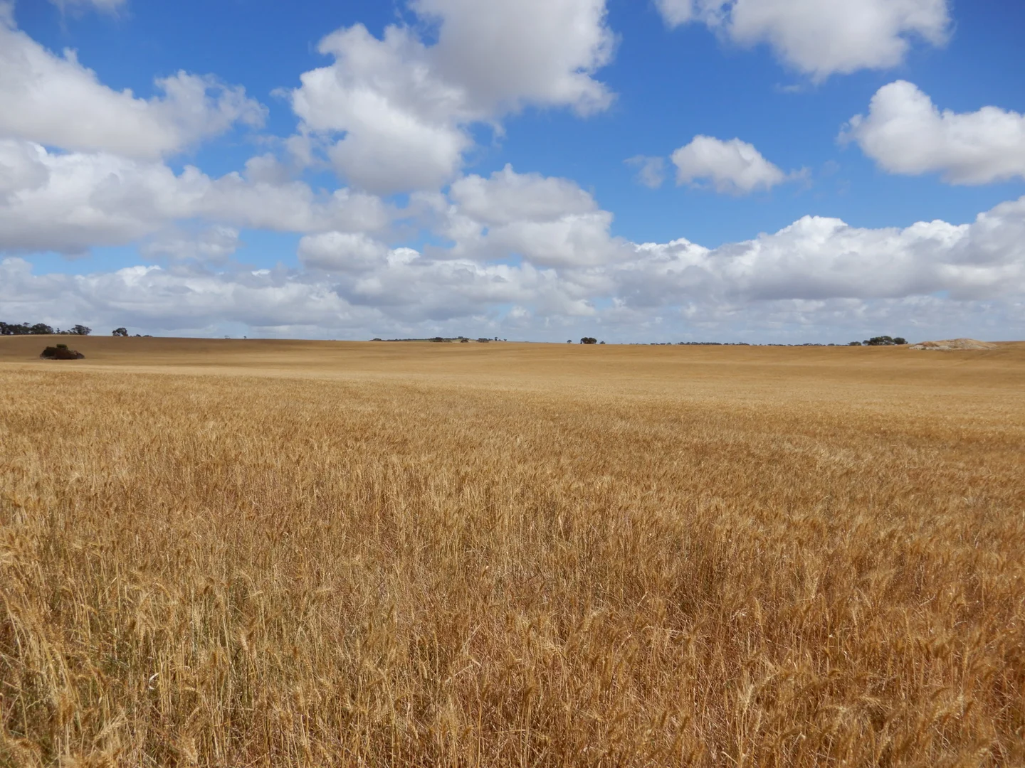 Additional image 16 of 33 Lutze Road, Coonalpyn SA 5265