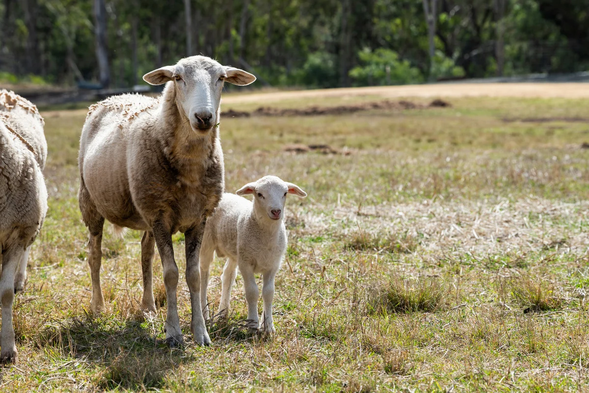 Additional image 27 of 38/262 Hendrie Road, Upper Pilton QLD 4361
