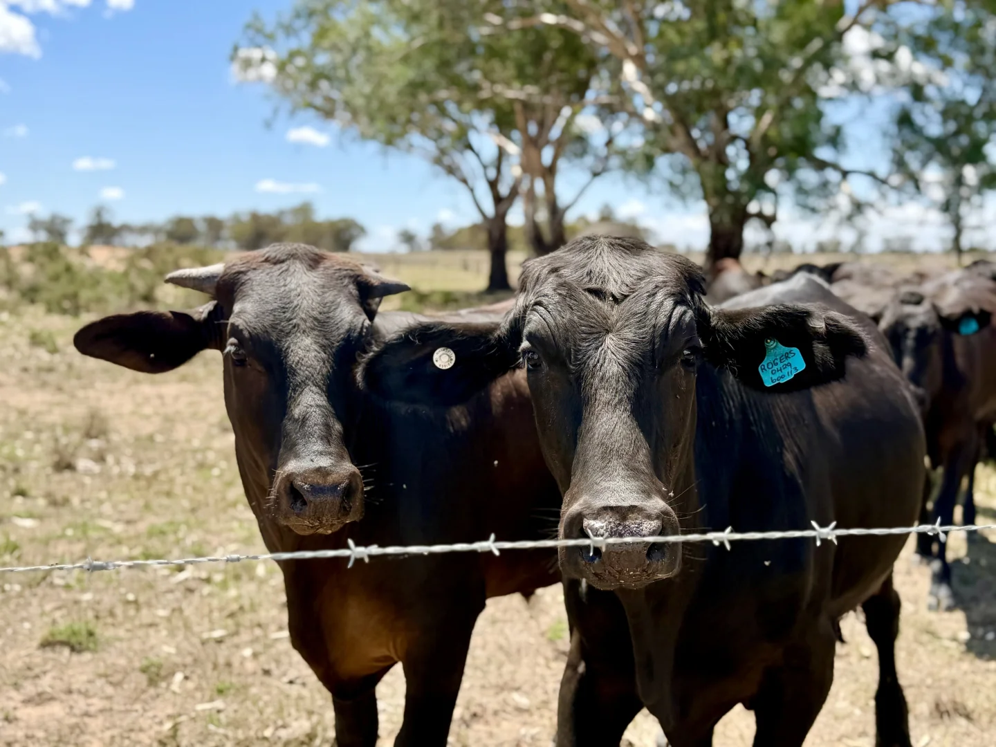 Additional image 8 of 735 Clear Ridge Road, Wyalong NSW 2671