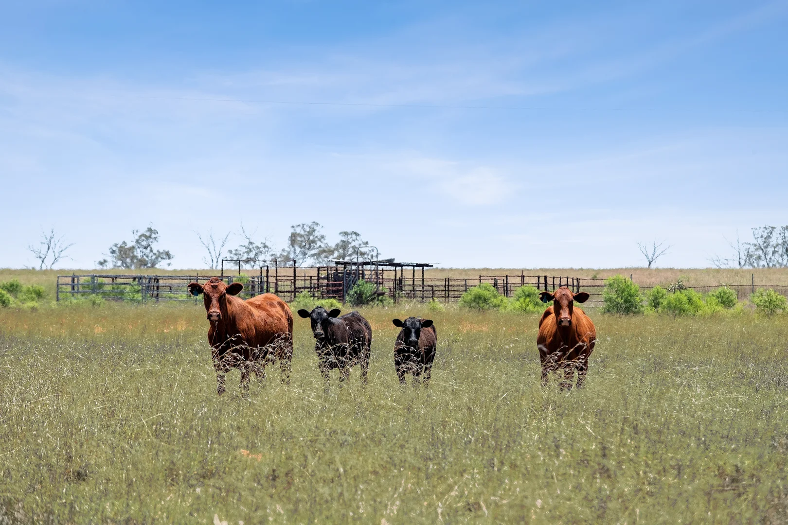 Additional image 9 of "Savannah" 438 Megine Road, Roma QLD 4455