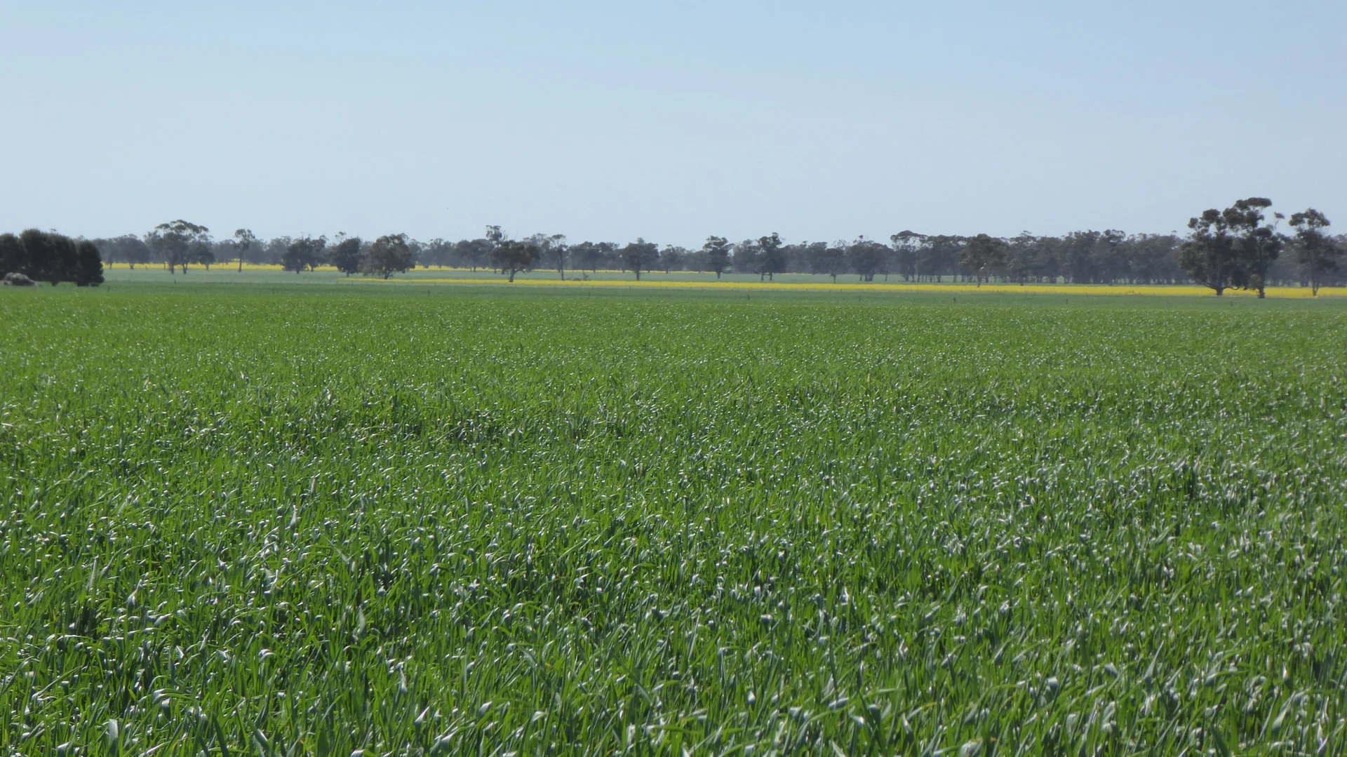 Additional image 17 of 139 Packer Road, Bordertown South SA 5268