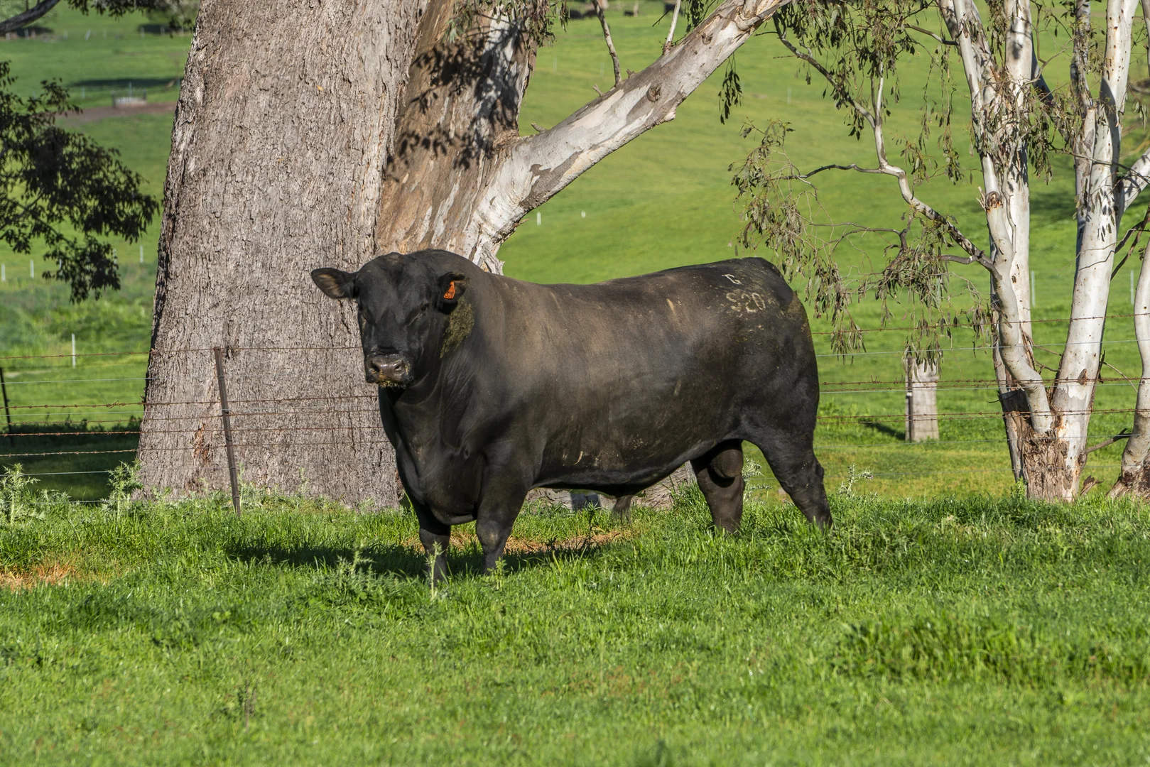 Additional image 23 of 3091 Shelley Road, Walwa VIC 3709