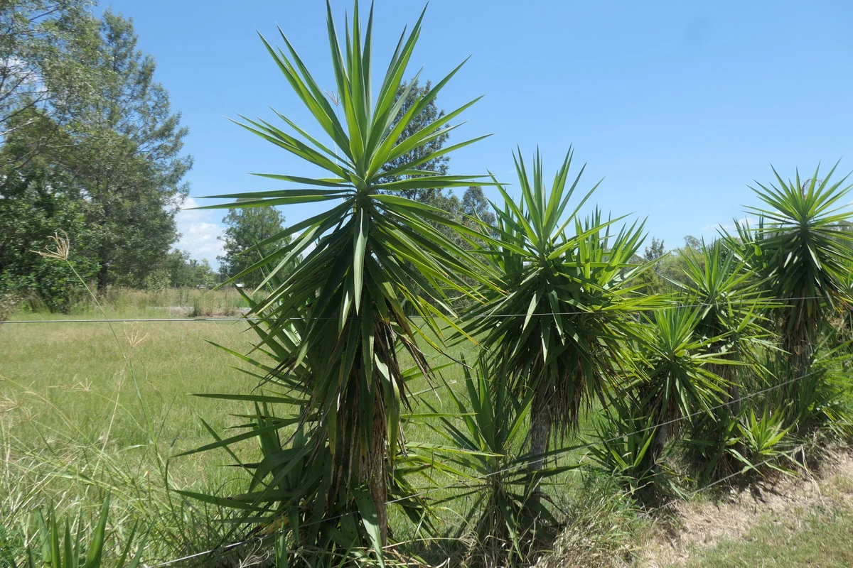 Additional image 16 of 12 Charles Street, Tabulam NSW 2469