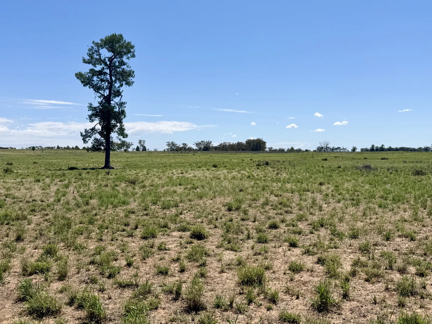 Additional image 9 of 735 Clear Ridge Road, Wyalong NSW 2671