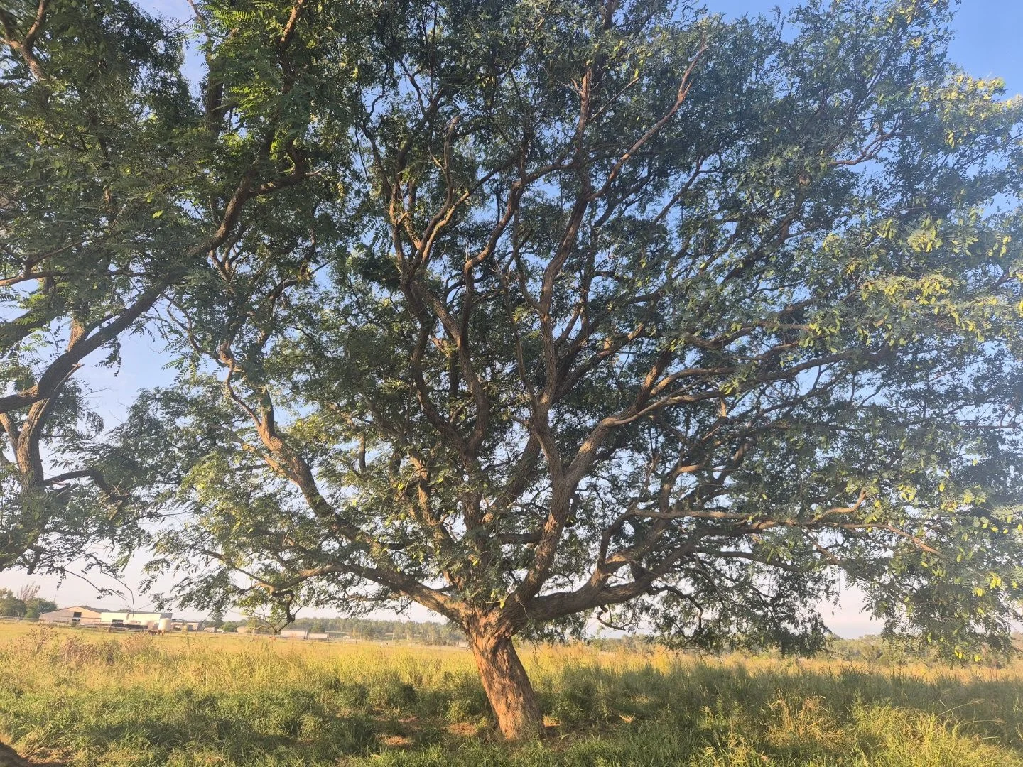 Additional image 6 of 167 Linnings Rd, Haigslea QLD 4306