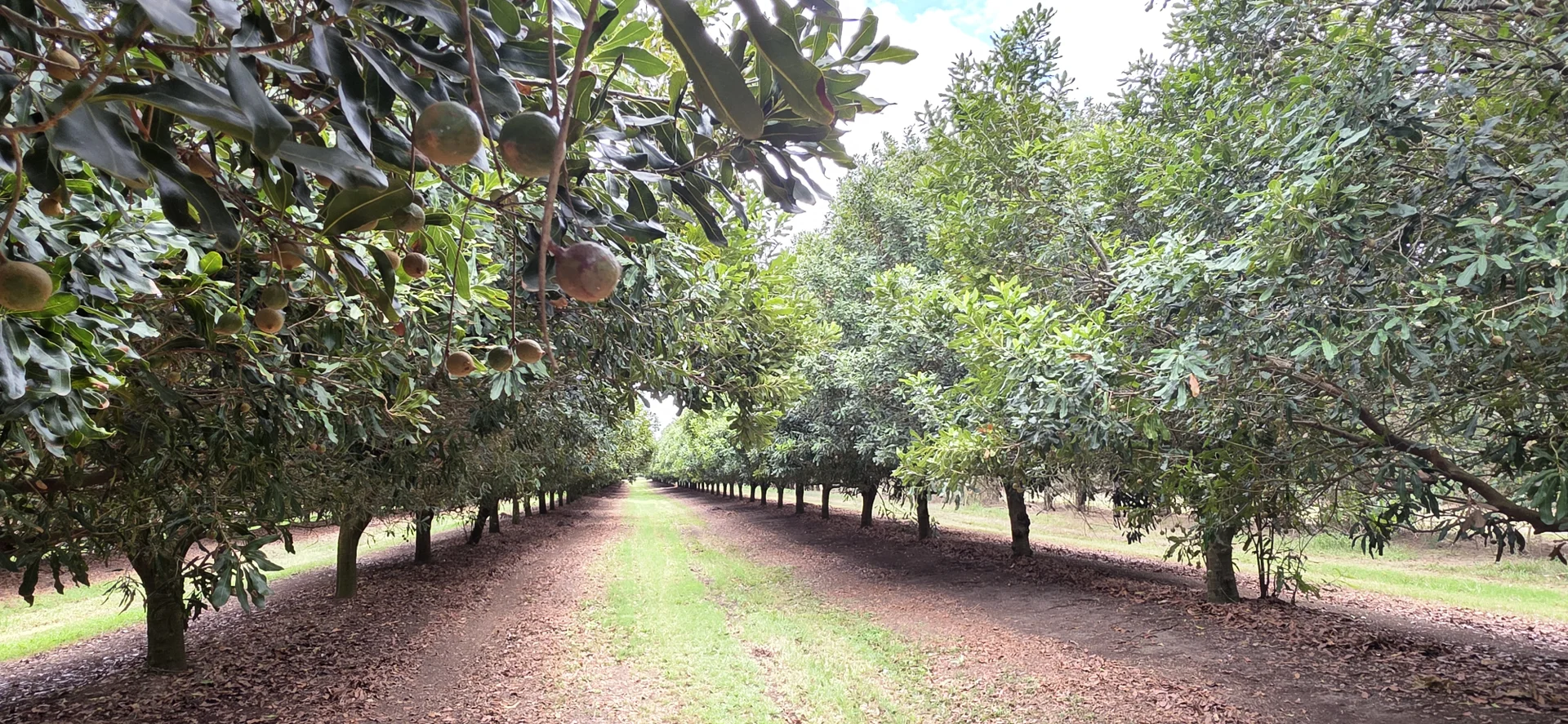 Additional image 11 of Lot 21 Moylans Lane, Empire Vale NSW 2478