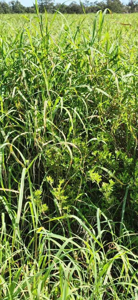 Additional image 9 of 'Aura Park' North Pattens Road, Boynewood, Mundubbera QLD 4626