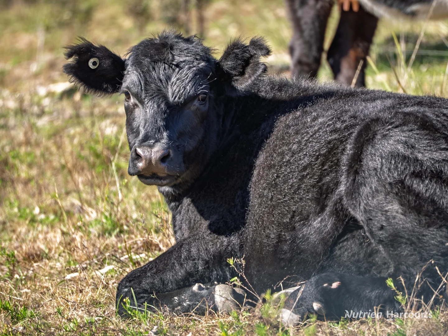 Additional image 5 of 206 - 208 Rocky Glen Road, Kingstown NSW 2358