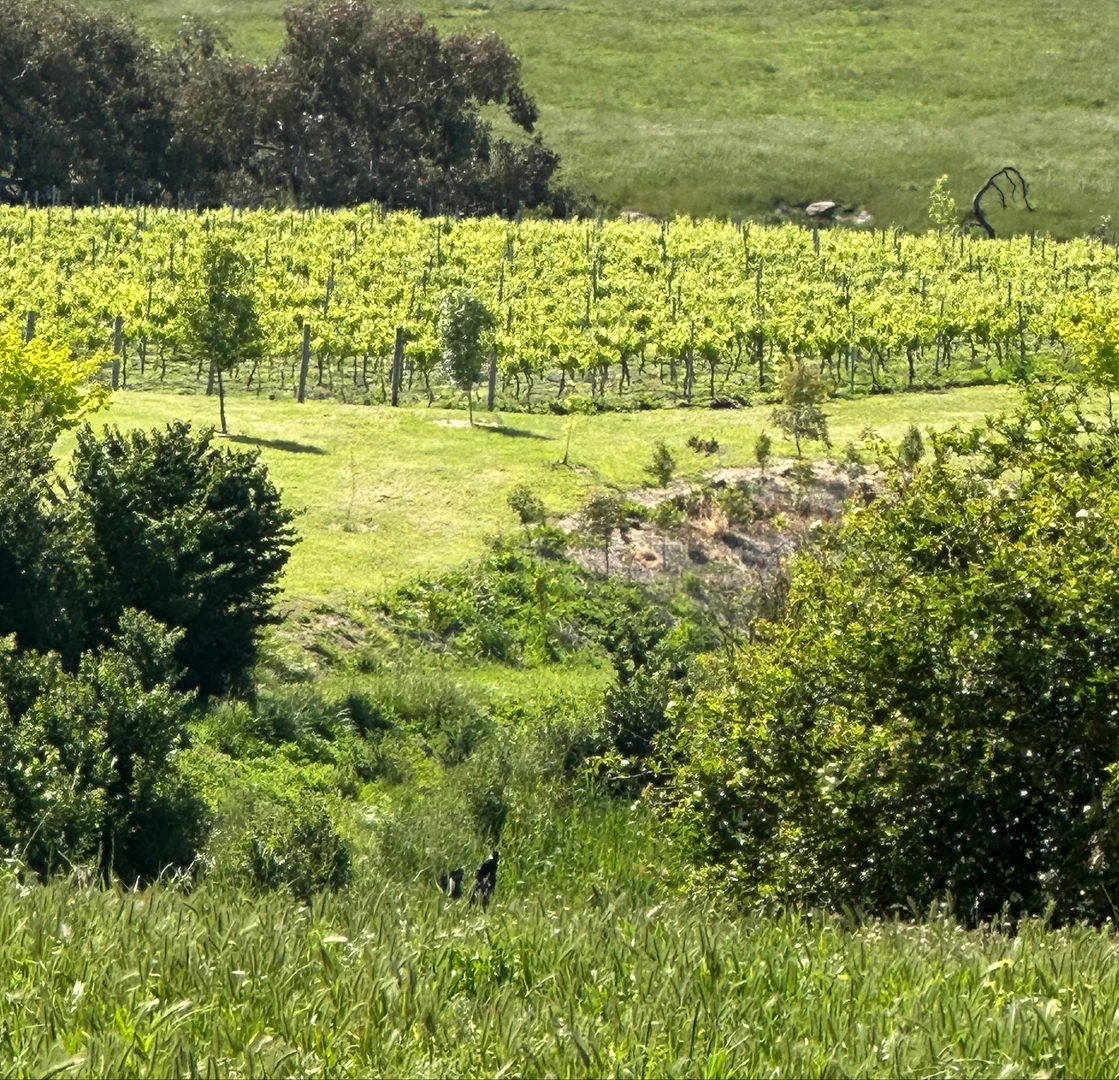 Additional image 4 of 136 Darlington-Carranballac Road, Darlington VIC 3271