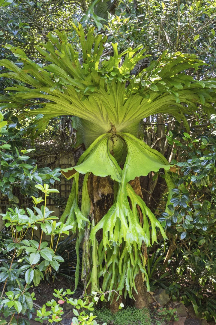 Additional image 18 of 1 Areca Court, Tamborine Mountain QLD 4272