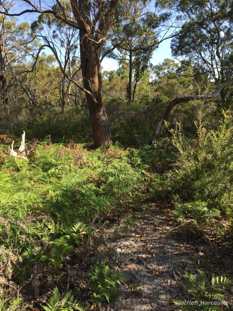 Additional image 9 of . South Gippsland Highway, Woodside VIC 3874