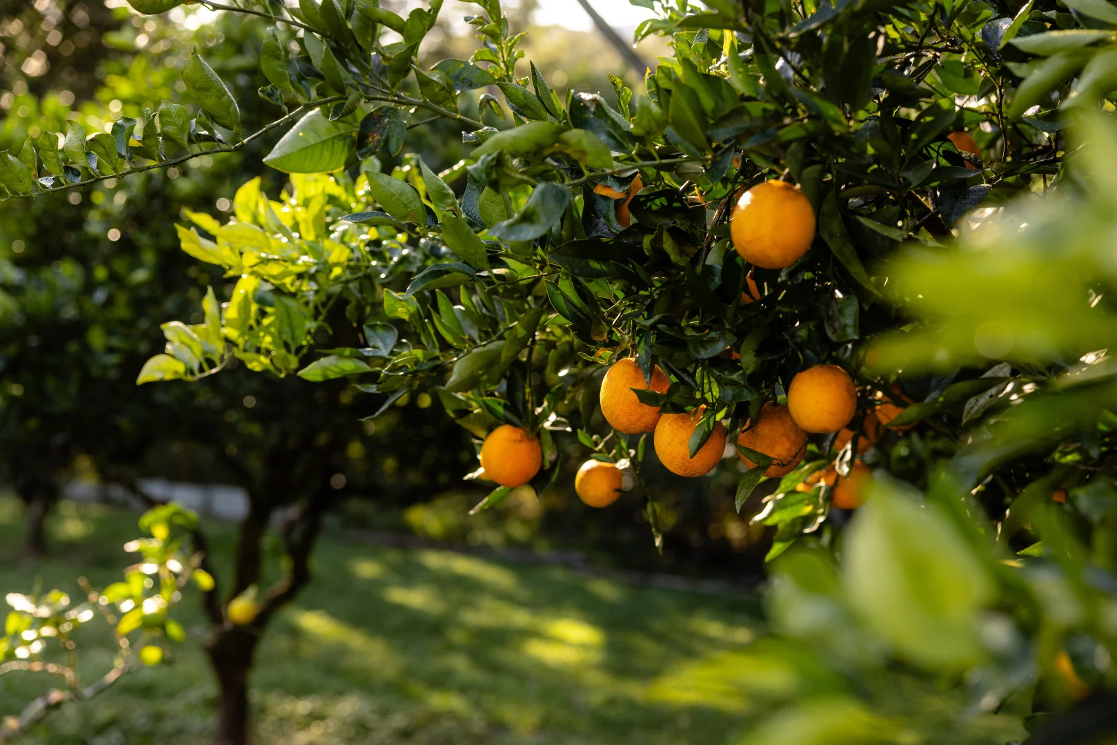 Additional image 17 of 132 Little Run Road, Wherrol Flat NSW 2429