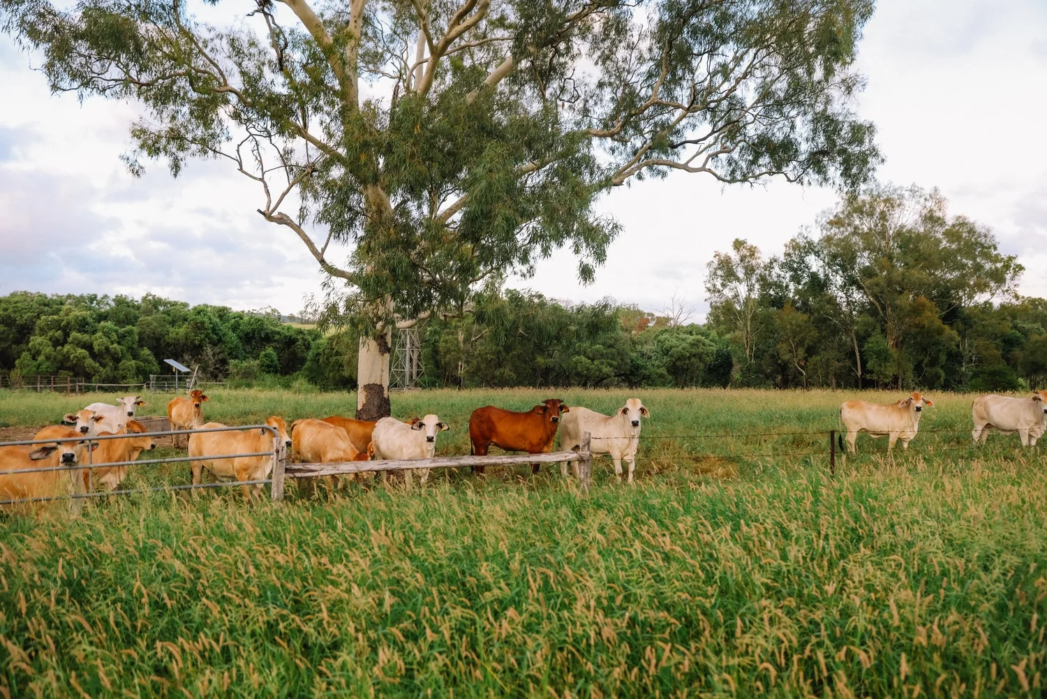 Additional image 4 of 124 Lee Farm Road, Bushley QLD 4702