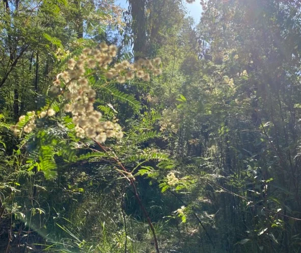 Additional image 29 of 3 Sylvia Court, Mallacoota VIC 3892