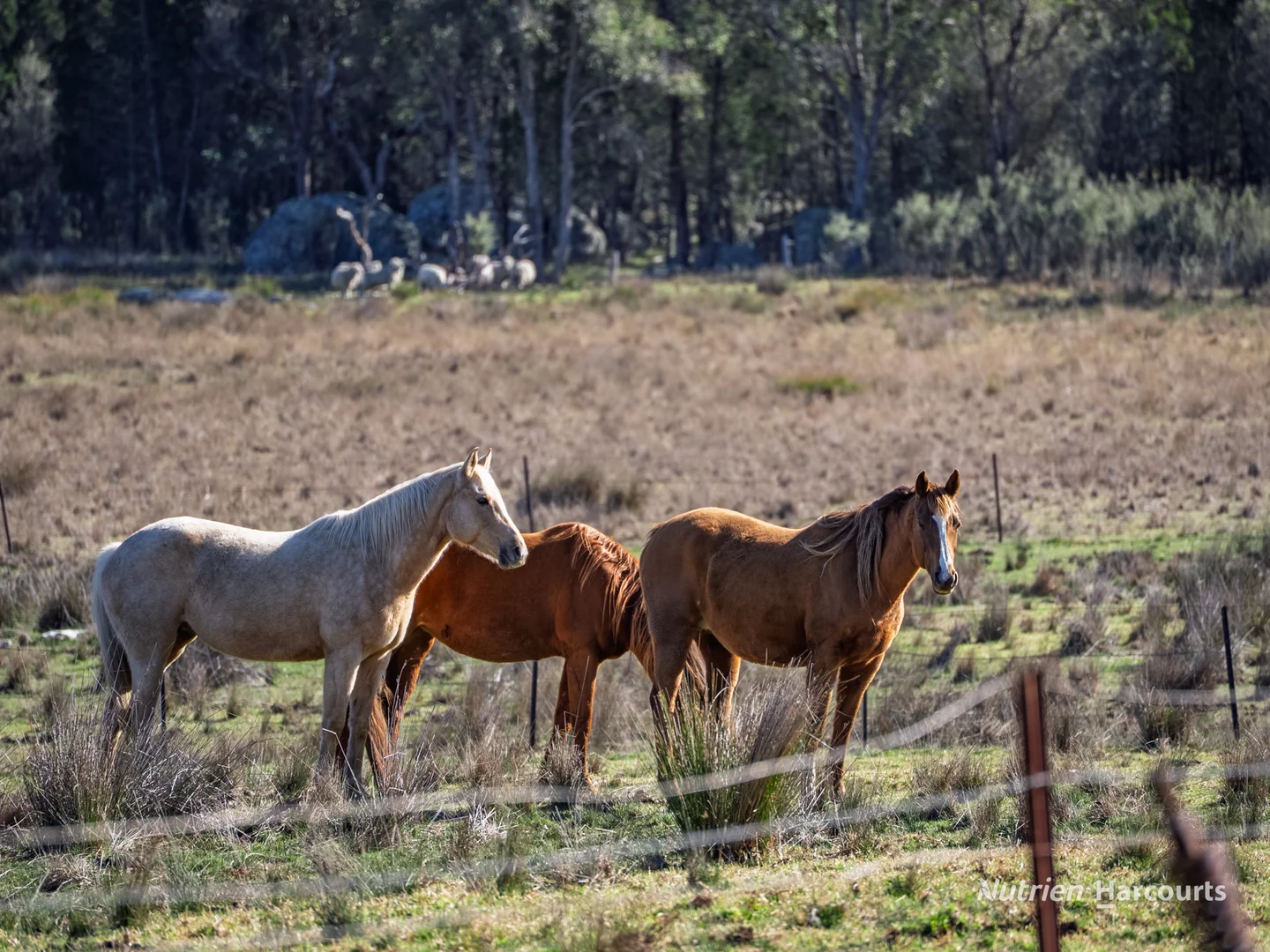 Additional image 32 of 206 - 208 Rocky Glen Road, Kingstown NSW 2358