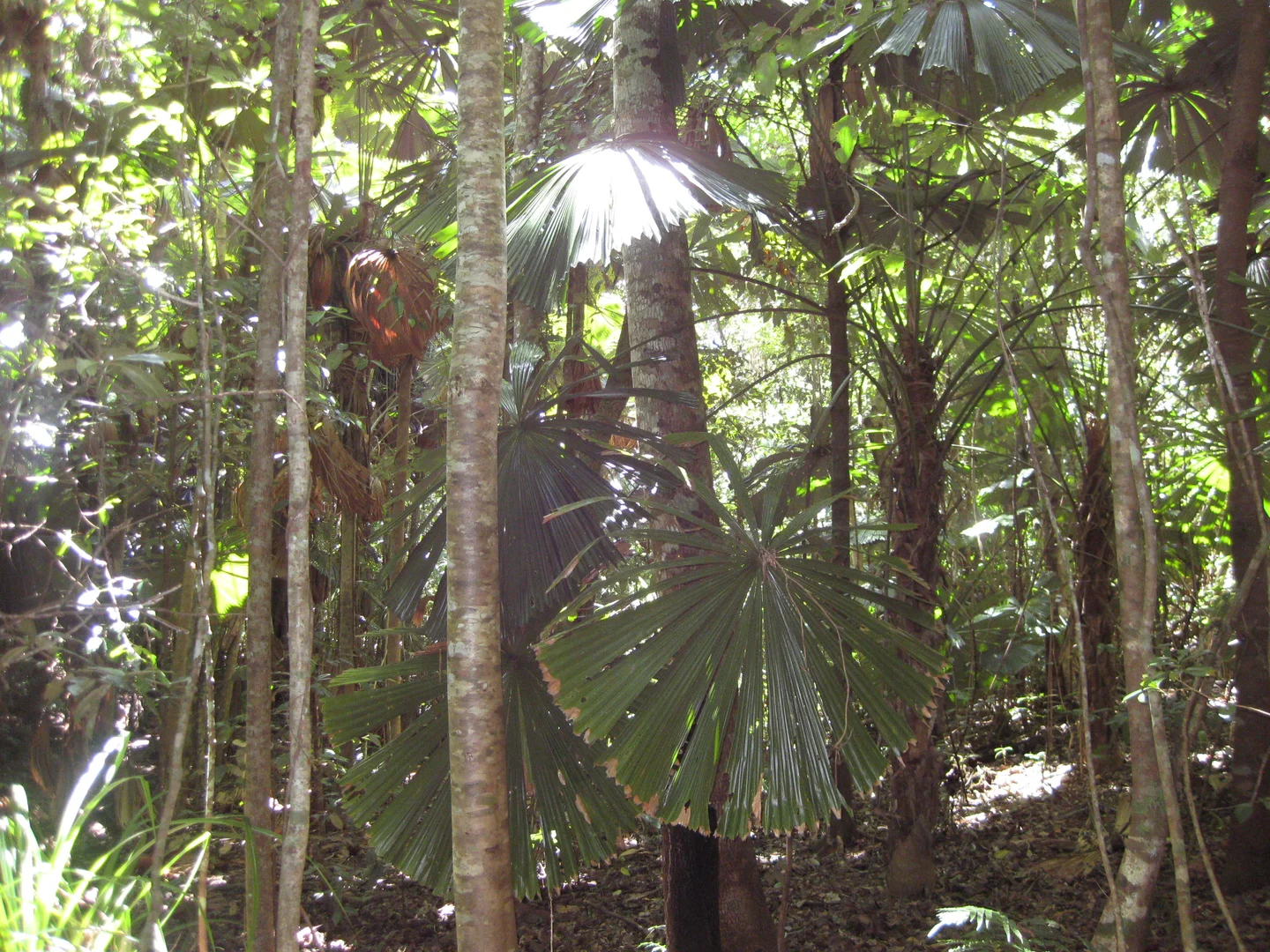 Additional image 4 of 0 Tully-Mission Beach Road, Wongaling Beach QLD 4852