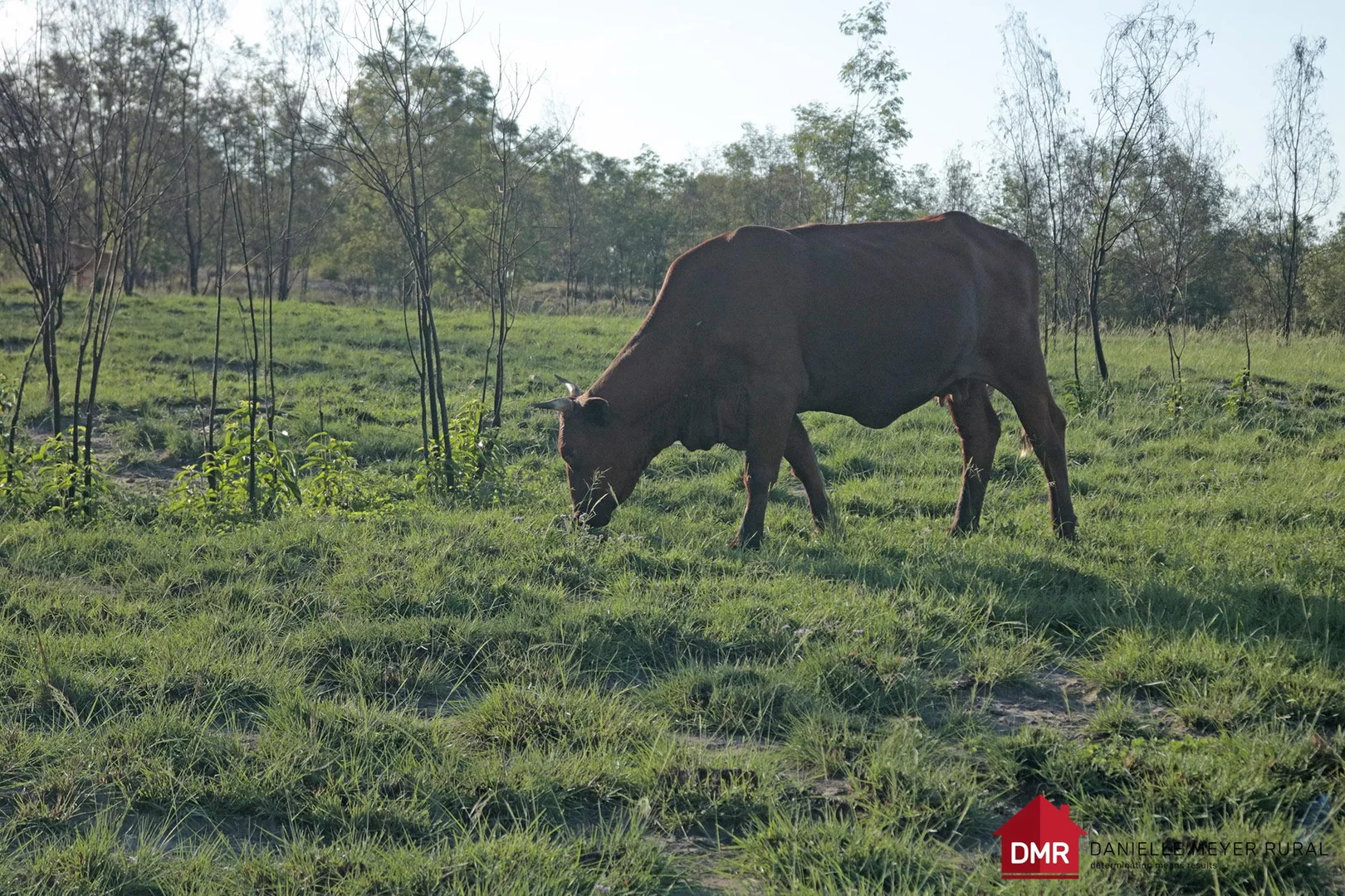 Additional image 33 of 24754 Burnett Highway, Ceratodus QLD 4627