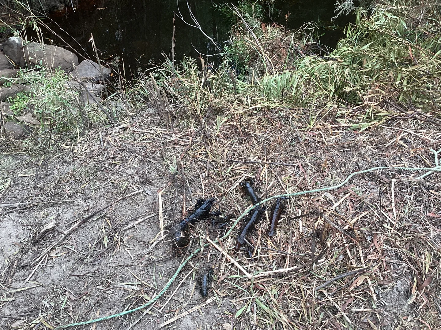 Additional image 41 of 157 Berrymans Road, Gosse SA 5223