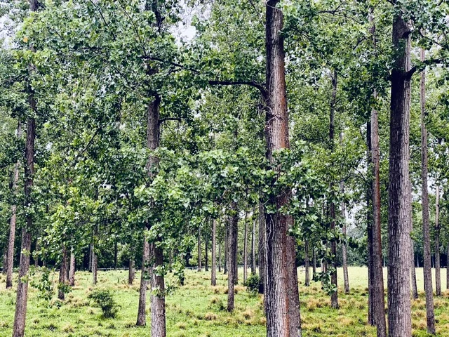 Additional image 18 of 1554 & 1598 Rollands Plains Road, Rollands Plains NSW 2441