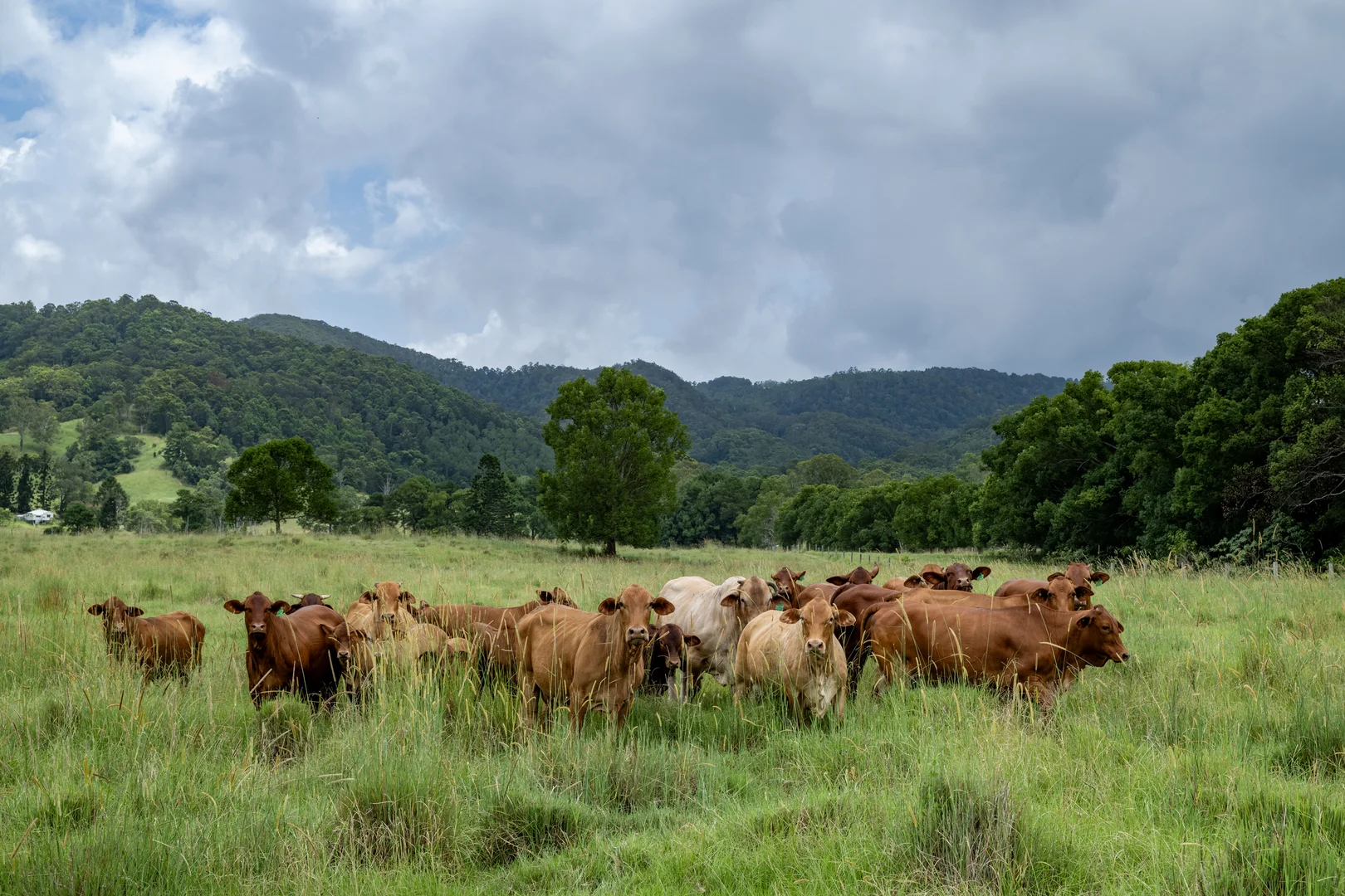 Additional image 9 of 43 Cutmore Road, Obi Obi QLD 4574